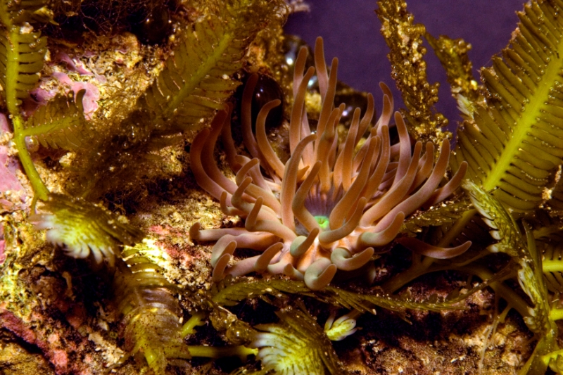 Anemone, Aquarium.jpg